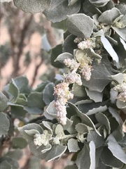 Atriplex nummularia nummularia