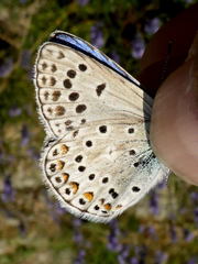 Polyommatus escheri