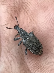 Ithycerus noveboracensis