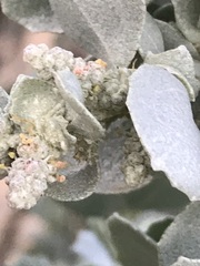 Atriplex nummularia nummularia
