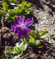 Primula integrifolia