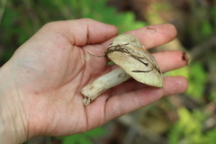 Suillus placidus