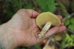 Suillus placidus