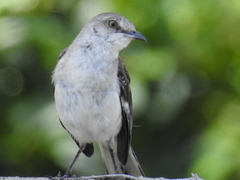 Mimus polyglottos image