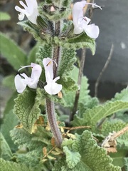 Salvia disermas