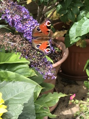 Aglais io