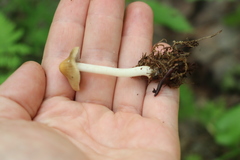 Inocybe mixtilis