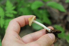 Inocybe mixtilis