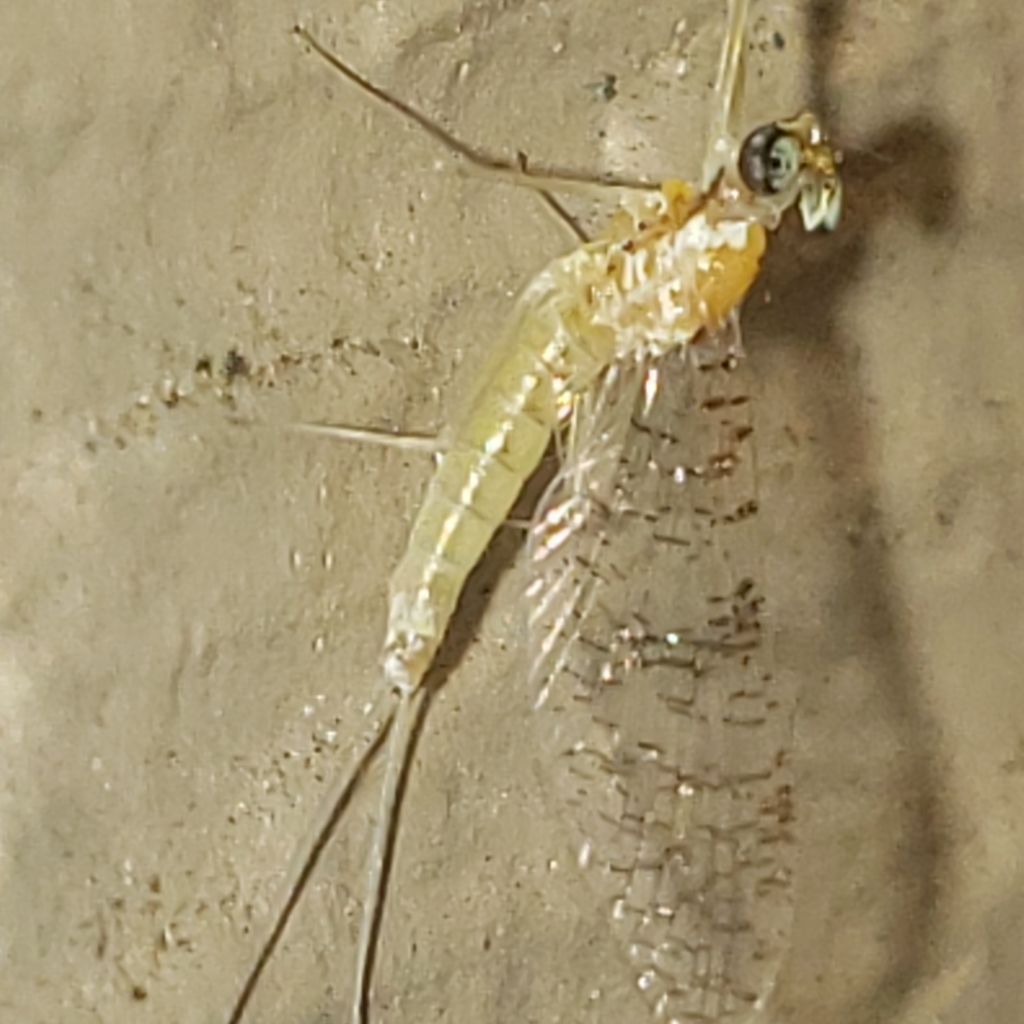 Leucrocuta juno