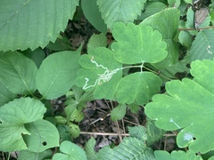 Phytomyza minuscula group