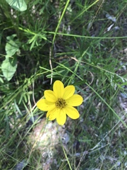 Coreopsis palmata