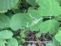 Phytomyza minuscula group