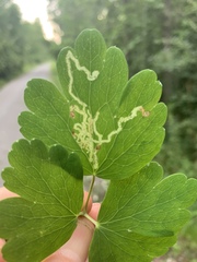 Phytomyza minuscula group