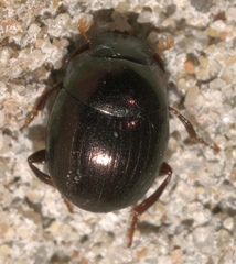 Pseudocanthon perplexus