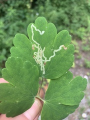 Phytomyza minuscula group