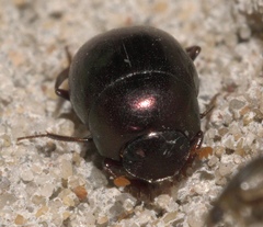 Pseudocanthon perplexus