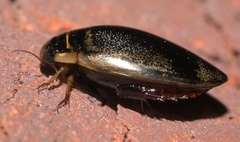 Thermonectus basillaris