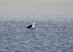 Recurvirostra andina