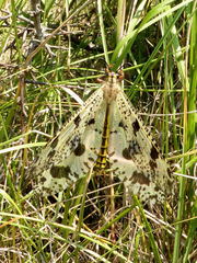 Palpares libelluloides