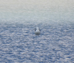 Recurvirostra andina