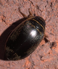 Thermonectus basillaris