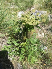 Angelica roseana