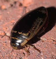 Thermonectus basillaris
