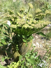 Angelica roseana