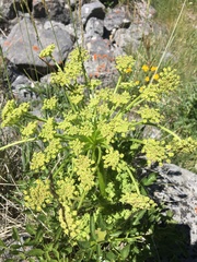 Angelica roseana