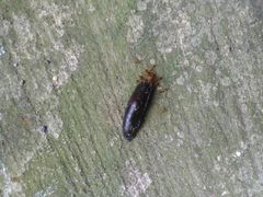 Anoplolepis gracilipes