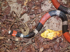 Micrurus ibiboboca