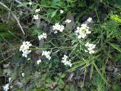 Arabidopsis arenosa arenosa