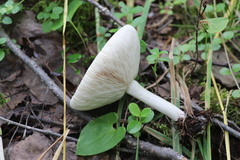 Melanoleuca strictipes