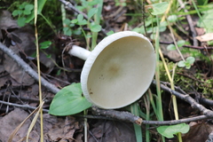 Melanoleuca strictipes