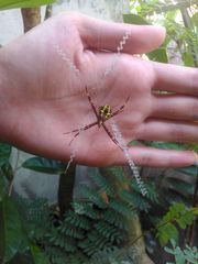 Argiope