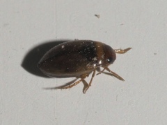 Bidessini
