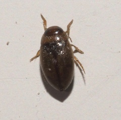Bidessini