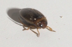 Bidessini