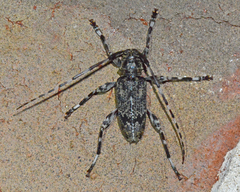 Graphisurus fasciatus