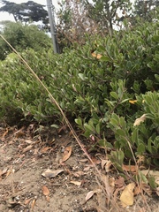 Arctostaphylos franciscana