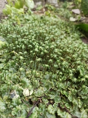 Marchantia polymorpha montivagans