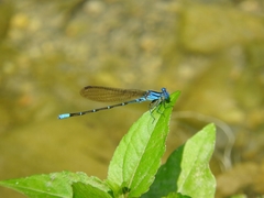 Argia rhoadsi
