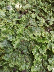 Marchantia polymorpha montivagans