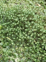 Marchantia polymorpha montivagans
