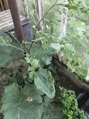 Arctium