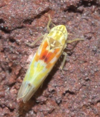 Erythroneura octonotata