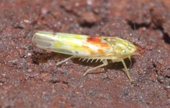 Erythroneura octonotata