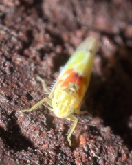 Erythroneura octonotata