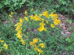 Arnica lonchophylla