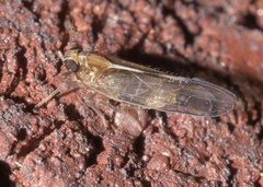 Muellerianella laminalis